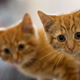 Image for article titled More Evidence Links 'Cat Scratch' Bacteria and Schizophrenia